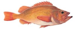 GullKarfi